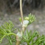 Ranunculus peltatus Bark