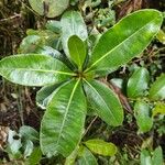 Sideroxylon borbonicum Yaprak