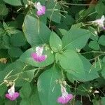 Impatiens balfourii Flower