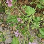 Malva parvifloraപുഷ്പം