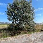 Eucalyptus cinerea Habitat