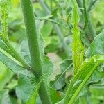 Nicotiana longiflora Кара