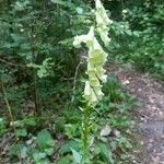 Digitalis luteaFlower