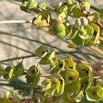 Euphorbia paralias Flor