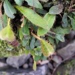 Elaphoglossum spatulatum Blatt