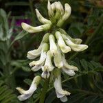 Astragalus miguelensis Λουλούδι