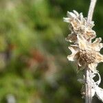 Artemisia chamaemelifolia Virág