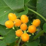 Solanum abutiloides Fruit