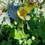 Geum × intermedium Flor
