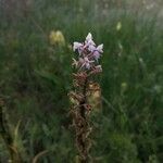 Gymnadenia conopsea Flor