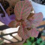 Fittonia albivenis 葉