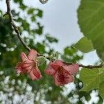 Abutilon menziesii