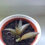 Alworthia ‘Black Gem’List