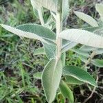 Pterocaulon alopecuroides Feuille