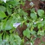 Mazus pumilus Flower