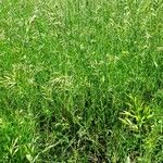 Bromus hordeaceus عادت داشتن