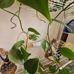 Philodendron hederaceum Blatt