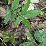 Potentilla simplex Leaf