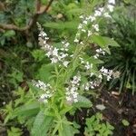 Aloysia citriodoraFlor