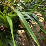 Grammatophyllum speciosum Lapas