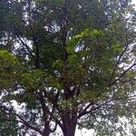Milicia excelsa Leaf