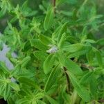 Thymus nitens Leaf