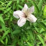 Ruellia humilis Kvet