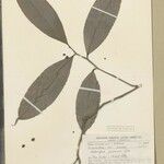 Heteropsis flexuosa Yaprak