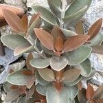 Kalanchoe orgyalis برگ