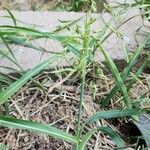 Sorghum halepense 整株植物