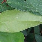Meryta latifolia