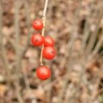 Ilex verticillata Plod