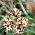 Luzula campestris Blomma