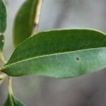 Agarista salicifolia Hoja