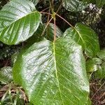 Ficus nymphaeifolia Лист