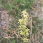 Cenchrus longispinus Fruit