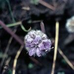 Hydrophyllum capitatum Flower