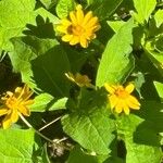 Melampodium divaricatum Flower