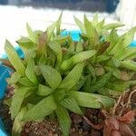 Haworthia retusaList