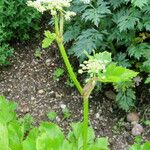 Peucedanum ostruthium Flower