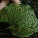 Antrophyum mannianum Hoja