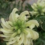 Pedicularis comosa Flower