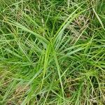 Carex muskingumensis ഇല