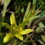 Gagea villosa Flower