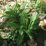 Plantago virginica Blatt