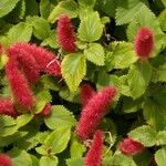 Acalypha macrostachya Цветок