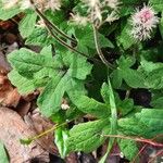 Tiarella cordifolia 葉