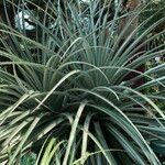 Puya chilensis Habitatea