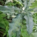 Acanthus ilicifolius Leaf