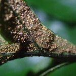 Bolbitis auriculata Leaf